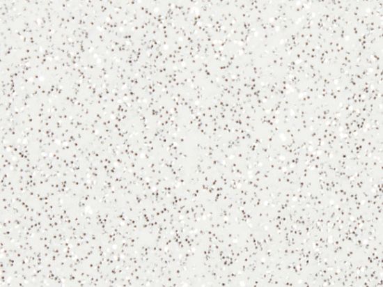 Simili Disco  138 cm M2