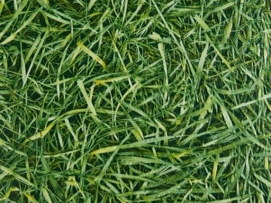 PVC Vinyl Herbe/Grass 2m Cfl-s1