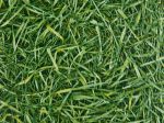 PVC Vinyl Herbe/Grass 2m Cfl-s1