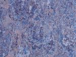 Linoleum Marble 2m Cfl-s1