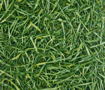 PVC Vinyl Herbe/Grass 2m Cfl-s1